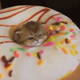 gatto, gatti, gatto gatto, gatti divertenti, un gatto carino con una torta