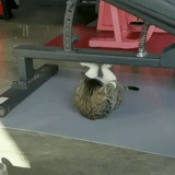 cat swing, training, a lovely animal, a ridiculous animal, the cat is moving