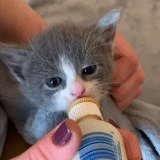 cat, selo, animal, o gatinho está bebendo leite, gatinho encantador