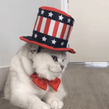 gato, cat, perro marino, sir scott, gato americano