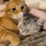 gatto, gatto, gatti, i gatti sono abbracciati, animali domestici