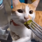 gato, gato de brócoli, gato de brócoli, animal lindo, modelo de brócoli de gato