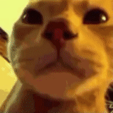 kucing, kucing, emote, twitch.tv, cat caramelldansen