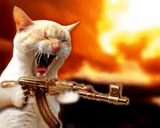 a cat with a gun, the cat shoots, the cat is automatically, cats with machine guns, the cat shoots a machine gun