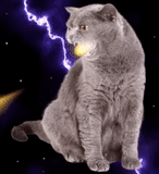 cats, space cat, lightning cat, univers félins, mème de foudre de chat