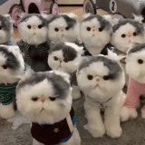 snoopy cat, toy cat, animals are cute, a ridiculous animal, snoopy cat trumpet