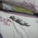flash video, chaton endormi, charmant animal, le chat court dans son sommeil