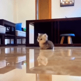 puppy, puppy, sad cat, funny cat, the puppy jumps on the sofa