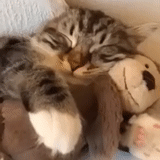 kucing, kucing, anjing laut, anak kucing, kucing tidur