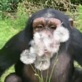 ein affe, schimpansen, die tiere sind süß, der affe fragt, lustige tiere
