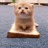seal, cute kittens, lovely seal, a lovely kitten, lovely cat meme without inscription