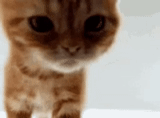 cats, odaries à fourrure, cat gif, kitty gif, les animaux sont mignons