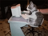 кот, кот за компьютером, кошка за компьютером, котик за компьютером, котенок за компьютером