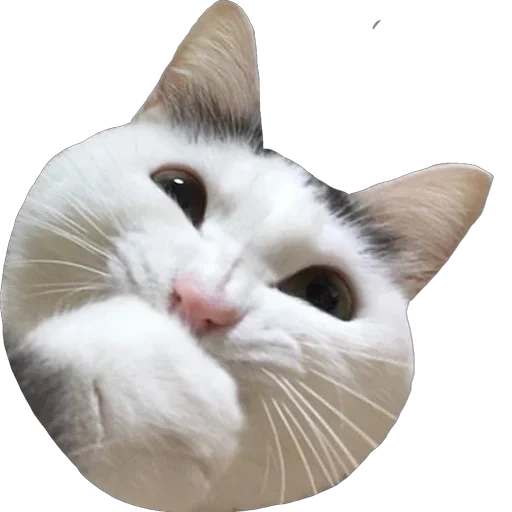 gato, memes de gatos, os animais são fofos