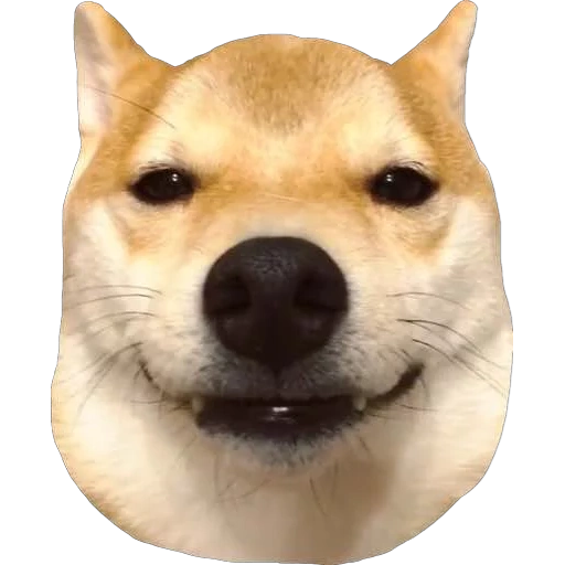 doge, сиба ину, wow meme, бонус shiba, сиба ину doge