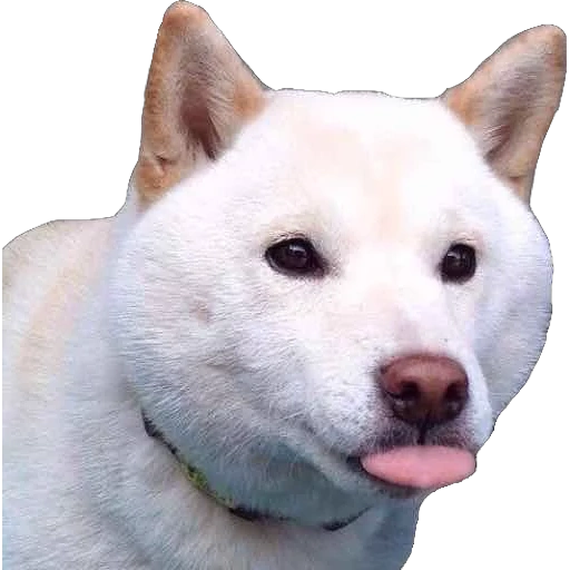 chai dog, akita inu, chai dog white, akita inu white, der japanische hund