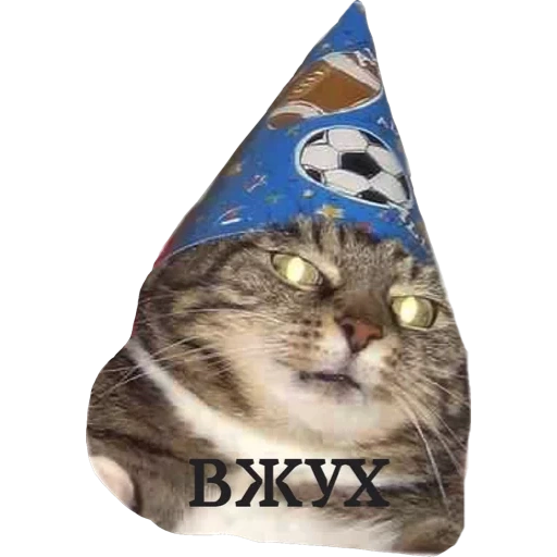 gufo, vzhukh cat, velocità di brozushi, mem cat ljukh, cat wizard owl