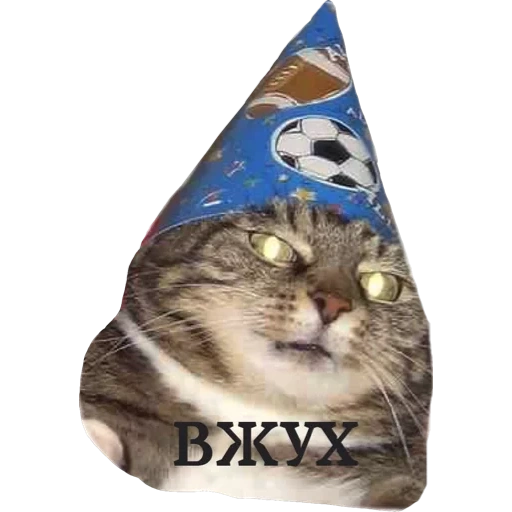 вжух, вжух кот, вжух вжух, мем кот вжух, кот волшебник вжух