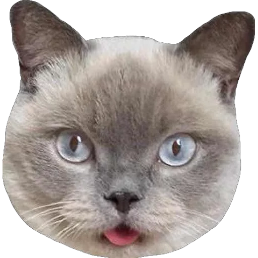 кошка, глаза кошки, сиамская кошка, коты голубыми глазами