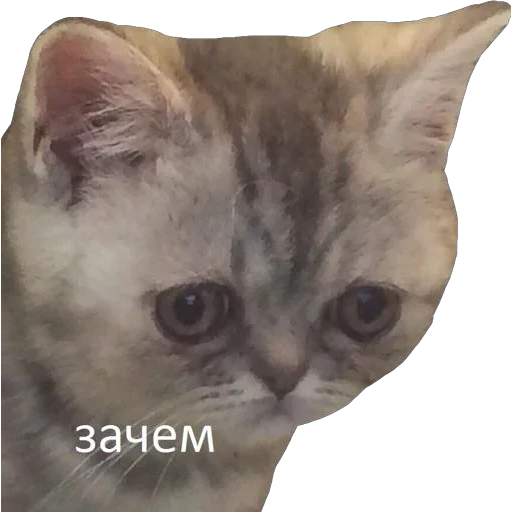 gato, gato, meme de kitty, mem cat, memes de gatos