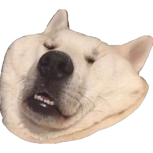 pacote, o cachorro ri um meme, meme de cachorro branco