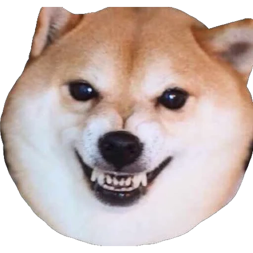 shiba inu, meme per cani, shiba inu eye, il cane di shiba, il cane di siba inu