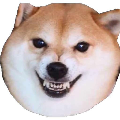 chai dog, das dog meme, shiba inu eye, chai dog, chai dog