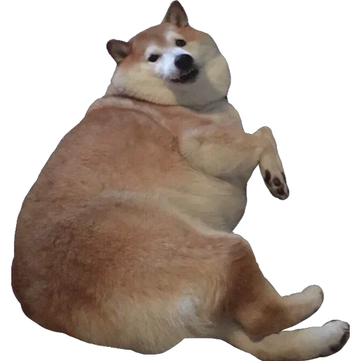 chai dog, chai dog, shiba inu, fat shibe