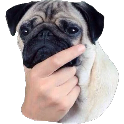 pug, pug, pug pug pug, dag pug