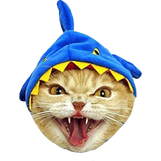 il gatto è un costume da squalo