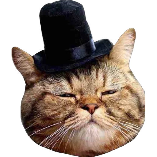 topi kucing, topi kucing, topi kucing, kucing lepas topi, kucing bertopi hijau