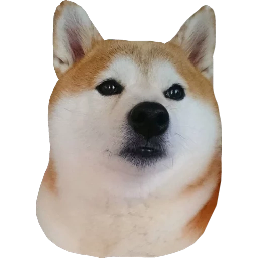 shiba inu, chien akita, chien akita, chien japonais akita