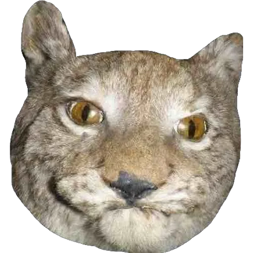 bobcats, a stiff lynx, a bumpy bobcat, suspicion of bobcats