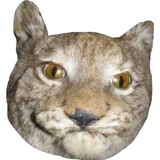 lince, lynx stubbing, lynx teimoso, lynx cético