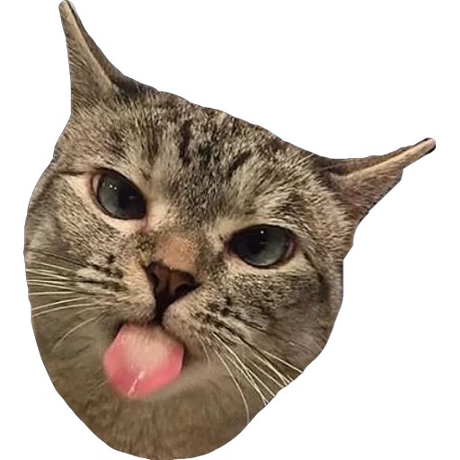 cat, cat, cat tongue, a licking cat