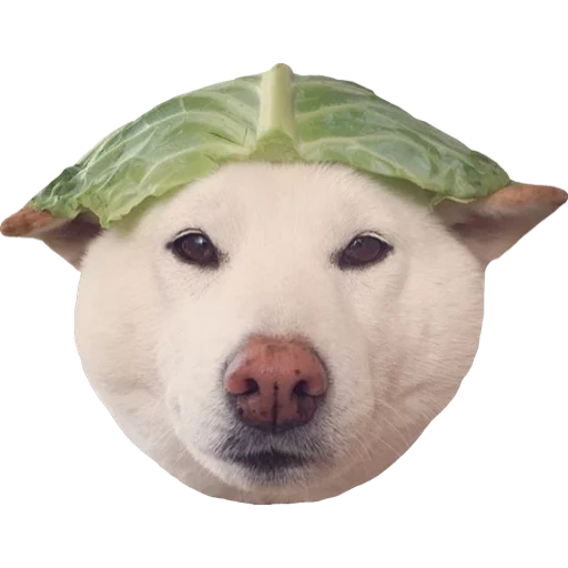 cachorro com meme de cabeça de melancia