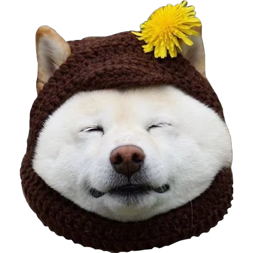 jouets, chien rap, muselière de chien, le sourire de l'animal est ridicule, le mois du sourire du chien blanc
