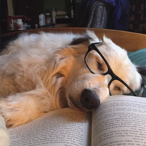 puppy, read, a lovely dog, animals are cute, a ridiculous animal