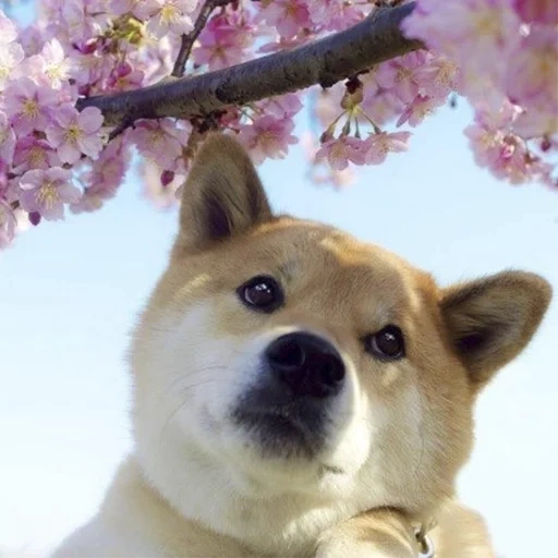 anjing kayu bakar, shiba inu, sakura anjing akita, anjing chiba akita, anjing kayu bakar latar belakang bunga sakura