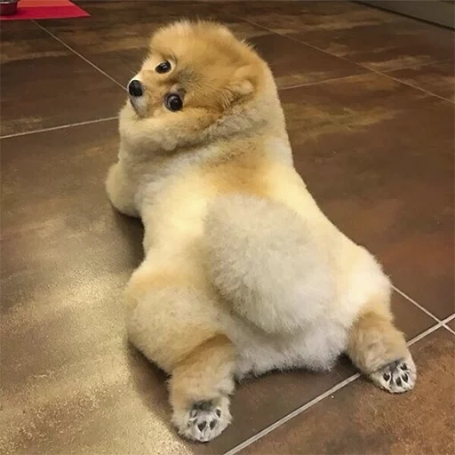 spitz dog, cute puppy, milotta dog, bomei rock, bear hairstyle