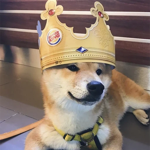 doge king, raja anjing, jenderal doug, shiba inu hat, pilot shibuano