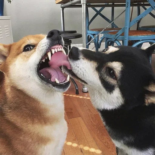 animals, husky bite, a lovely animal, shiba dog, laughter therapy humor