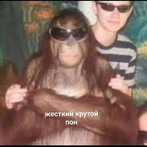 le persone, bambino, yegor letov, scimmia allegra, foto di scimmia