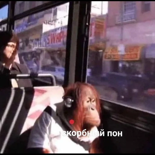 человек, четкие приколы, грустная обезьяна, обезьяна наушниках автобусе, обезьяна едет автобусе наушниках