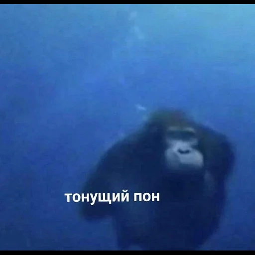 mono, el mono está nadando, gorilas bajo el agua, mono subacuático, los monos nadan bajo el agua