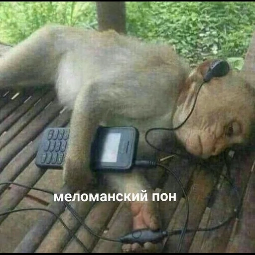 a monkey, jokes humor, tusovka animals meme, memic monkeys attack, monkey headphones meme
