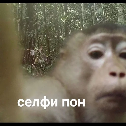 un singe, museau de singe, selfie d'orangutang, monkeys drôles, surprise du singe