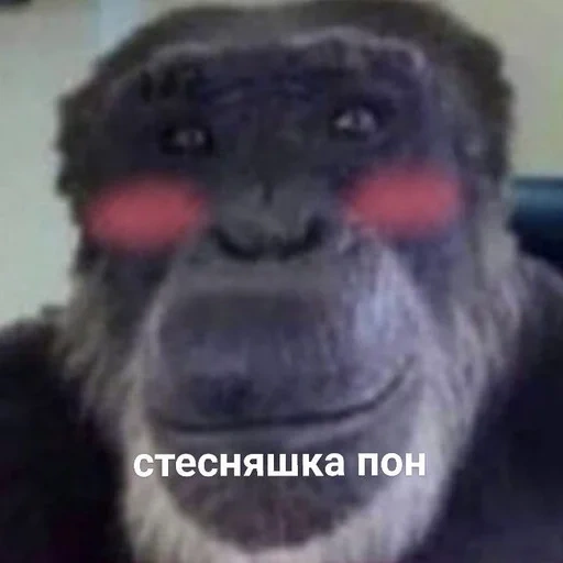 gorilla, mem of chimpanzees, monkey meme, monkey gorilla, the monkey smiles at the meme