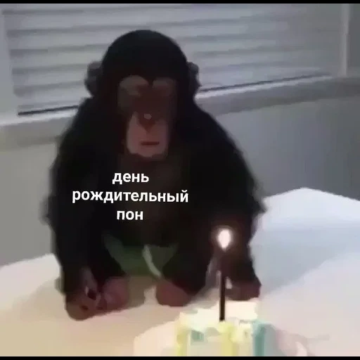 lo scimpanzé, la scimmia, meme di scimpanzé, piccolo scimpanzé, la scimmia spegne la candela