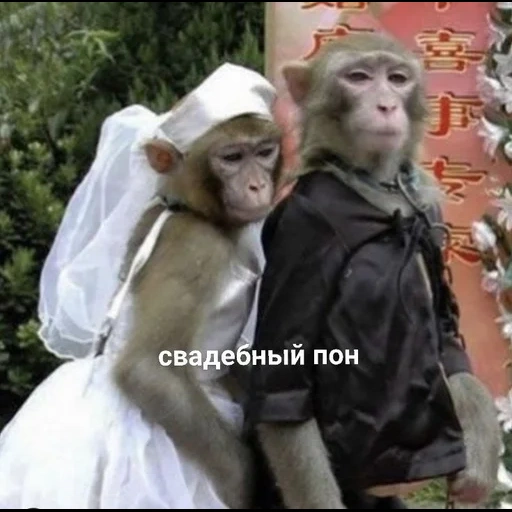 singes, monkeys drôles, robe de mariée de singe, singes d'une tenue de mariage, singes de robes de mariée